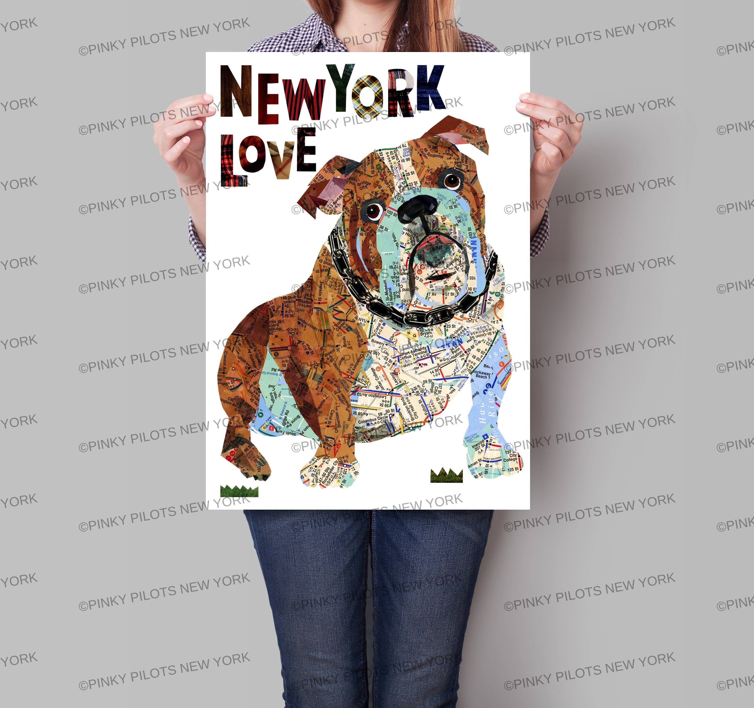Map dog English Bull Dog
