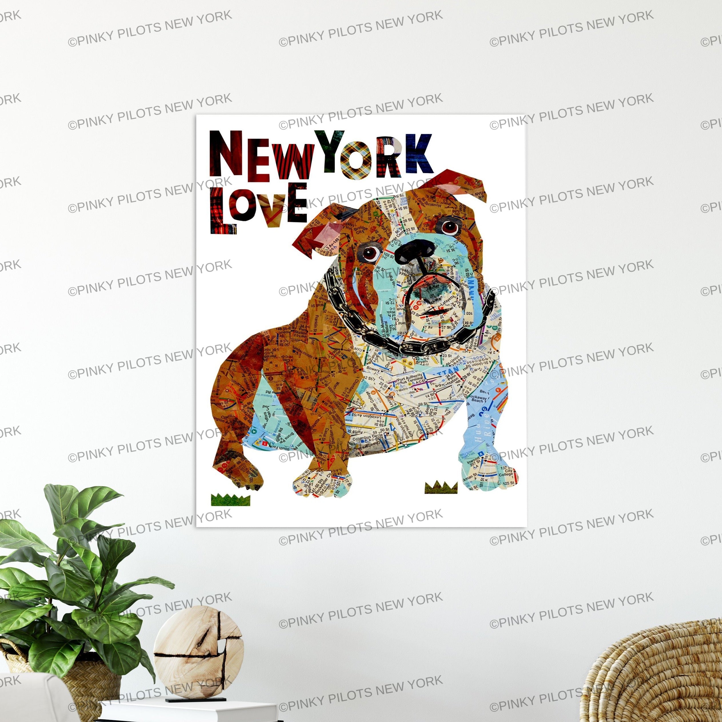 Map dog English Bull Dog