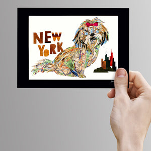 Map dog "New York Shih-Tzu"