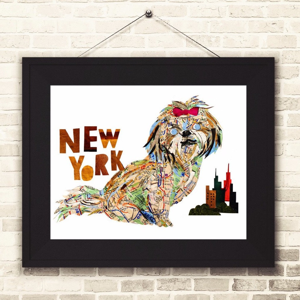 Map dog "New York Shih-Tzu"