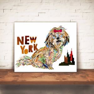 Map dog "New York Shih-Tzu"